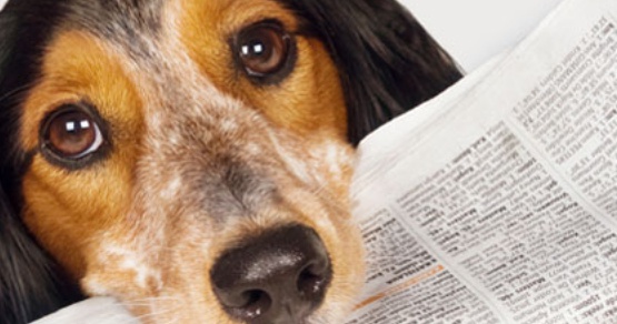  Όσα πρέπει να γνωρίζουμε ότι ισχύουν με το νόμο για τα ζώα συντροφιάς